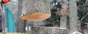 Best Hazardous Tree Removal  in Exton, PA