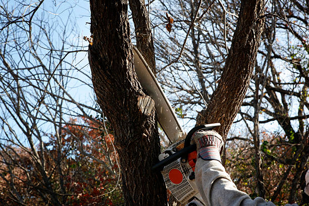 Best Tree Maintenance Programs  in Exton, PA