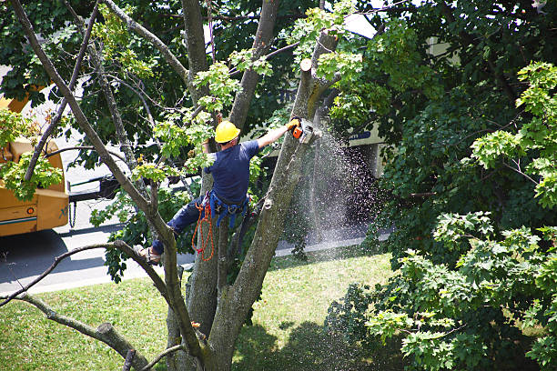 Best Tree and Shrub Care  in Exton, PA