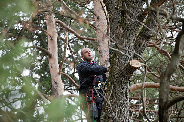 Best Utility Line Clearance  in Exton, PA